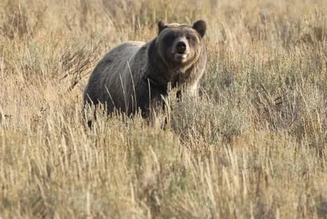 Trail Walker Assaulted by Grizzly in Wilderness Area Air Lifted to Medical Facility