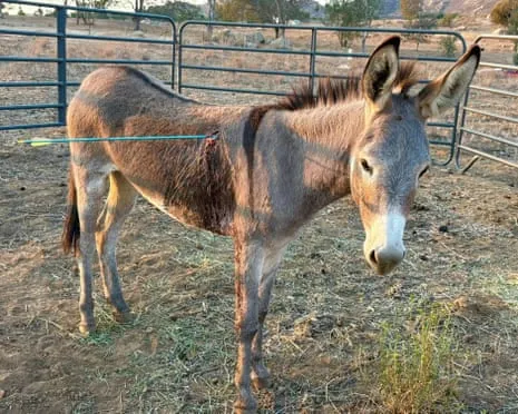 Wild Ass On the Mend Following Recent Arrow Attack on Feral Donkeys in California