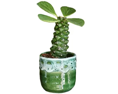 Will This Euphorbia Once Again Sprout Again?
