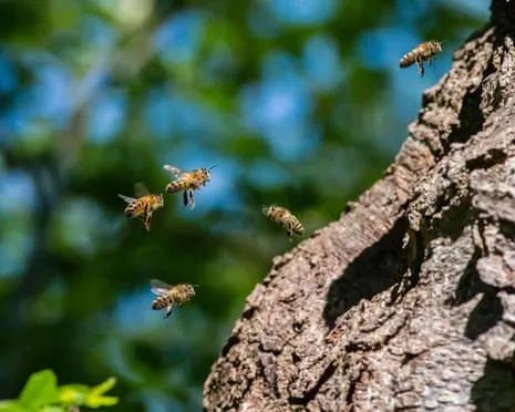 Why Saving Honeybees Could Negatively Affect Wild Bee Species